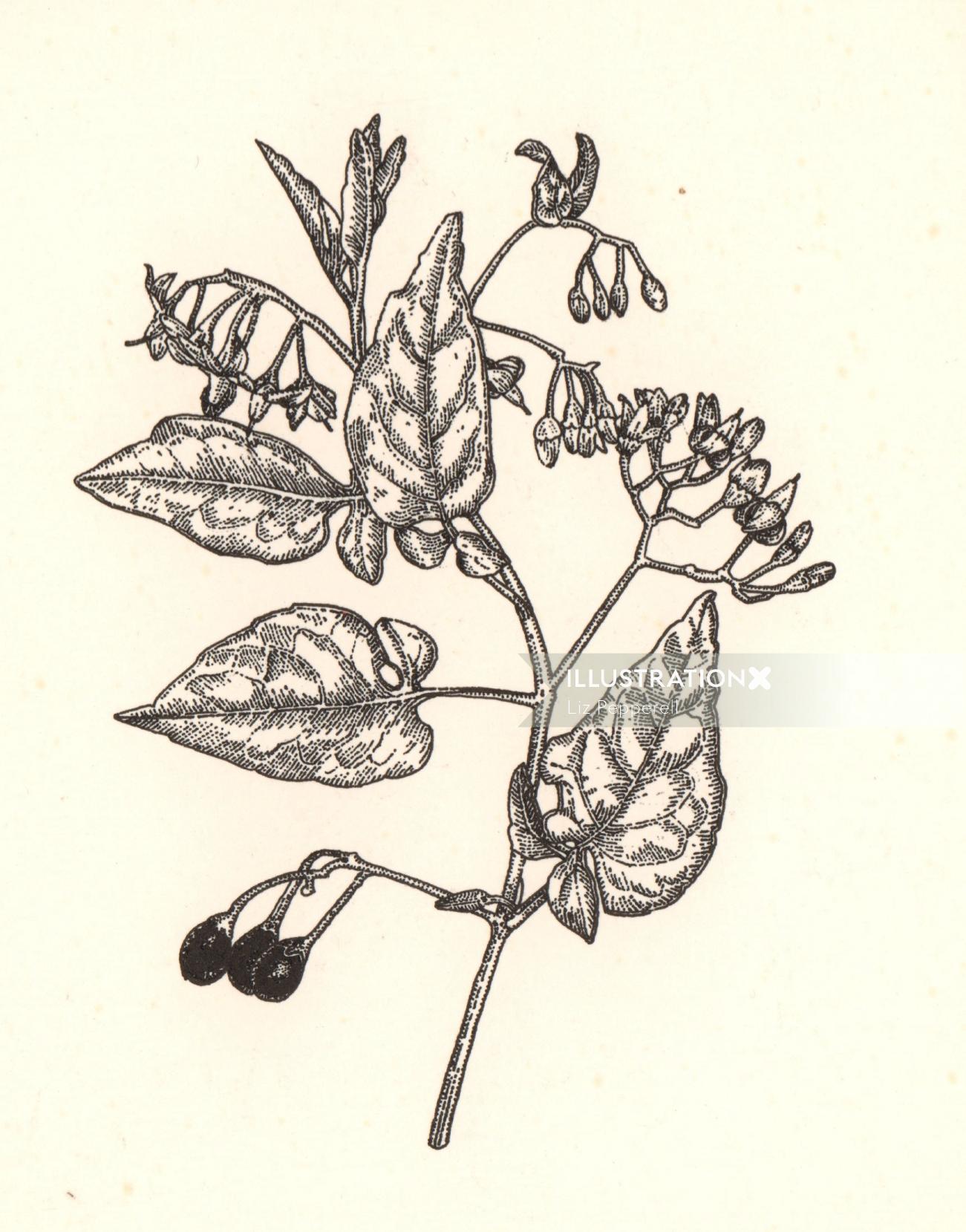 Ilustración de grabado en madera de planta de belladona