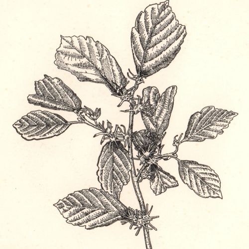 Alnus Serrulata plant engraving art