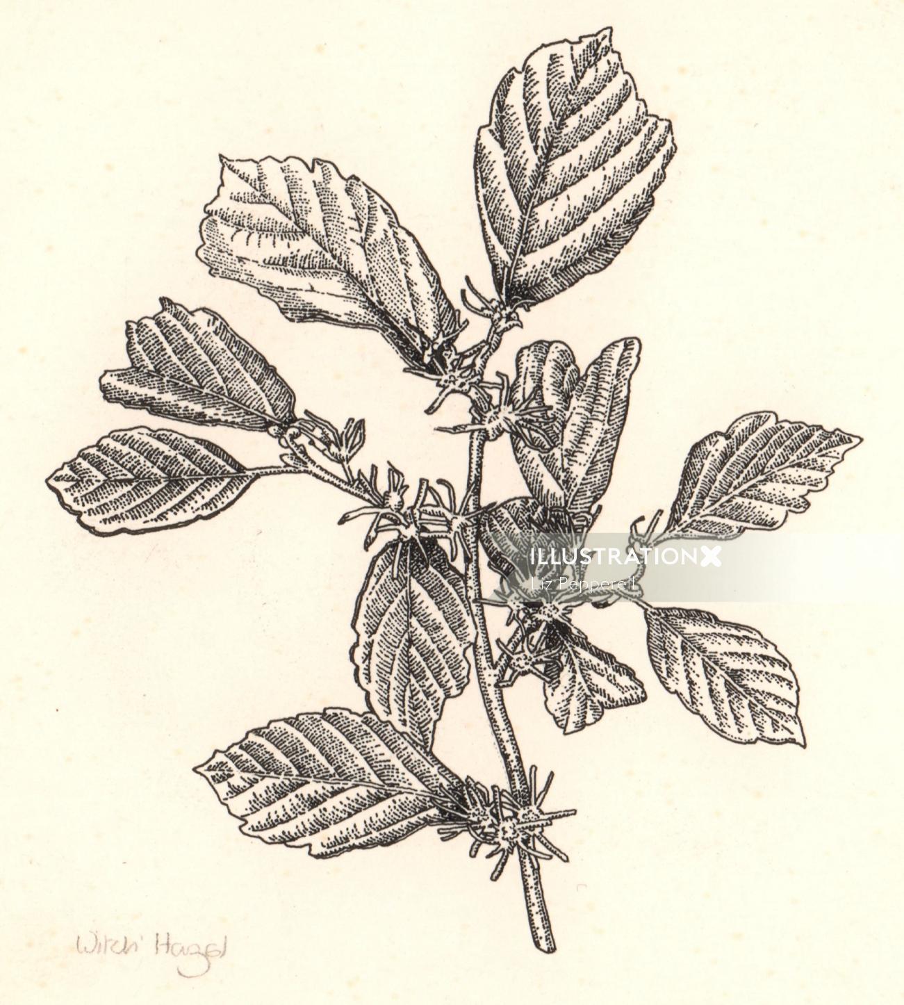 Arte de grabado de plantas de Alnus serrulata