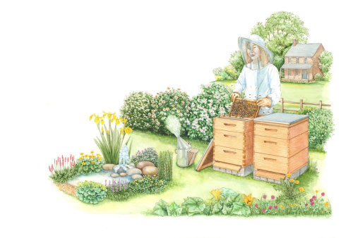 一个女养蜂人的绘画