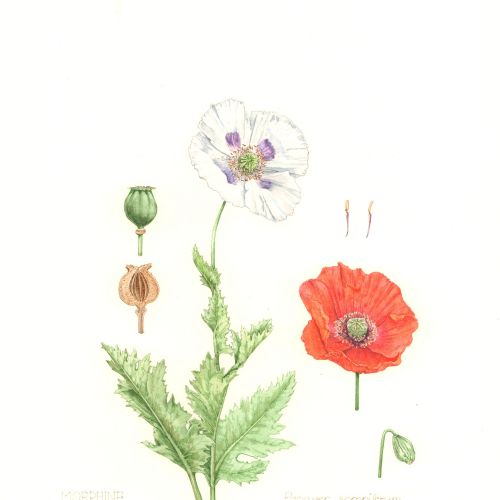 Painting of a Morphine & Papaver Somniferum plant