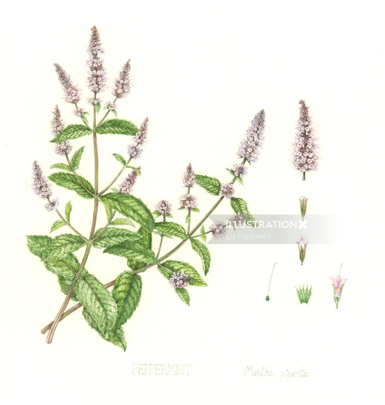 Nature illustration of common hedgenettle plant
