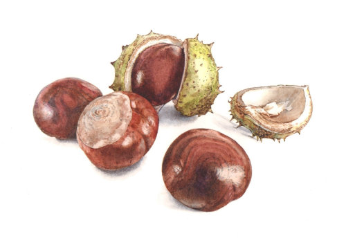 Food illustration of Dwarf Chestnut 