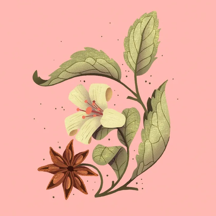 Botanical illustration of white flower and star anise by Luiza Laffitte