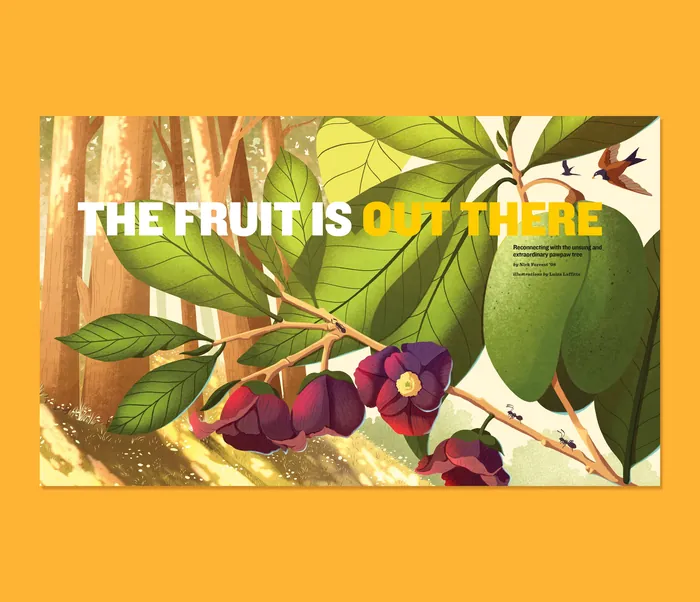 Purple fruit hanging from leafy tree branches in sunlight