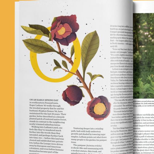 Drawing of flowering plant with yellow and red flowers on open magazine page