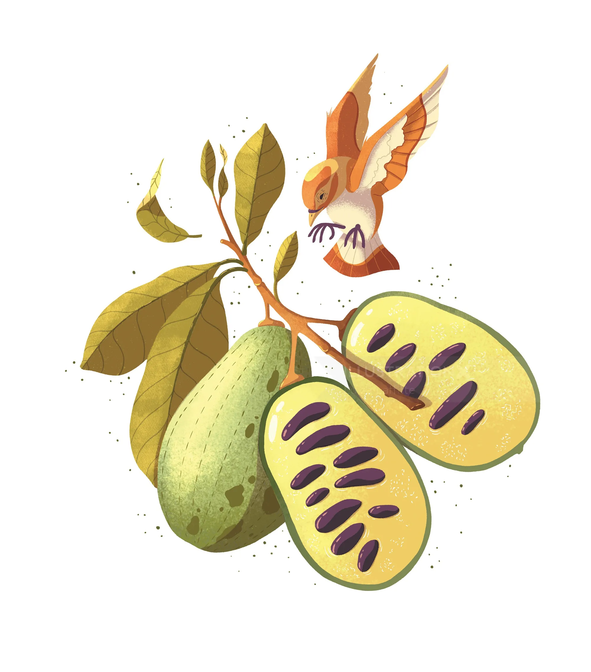 Hummingbird flying near green fruit on branch with leaves
