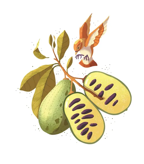 Hummingbird flying near green fruit on branch with leaves