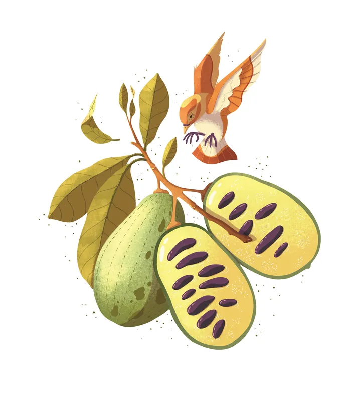Hummingbird flying near green fruit on branch with leaves