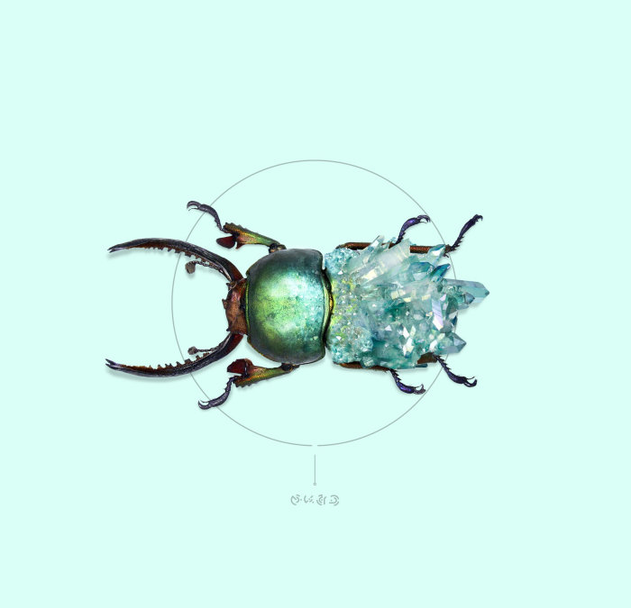 Animal illustration green bug
