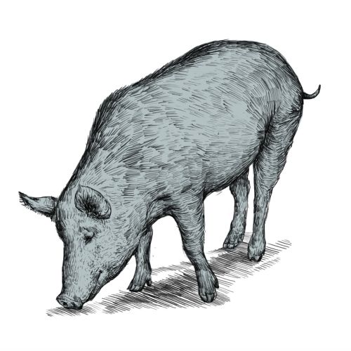 animal illustration of pig
