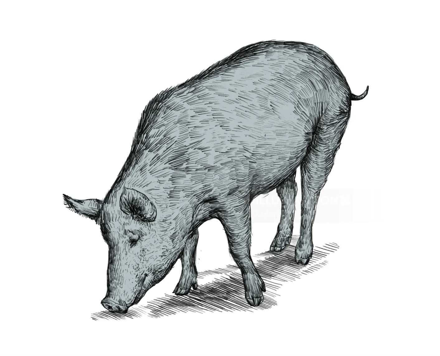 animal illustration of pig
