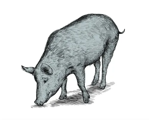animal illustration of pig
