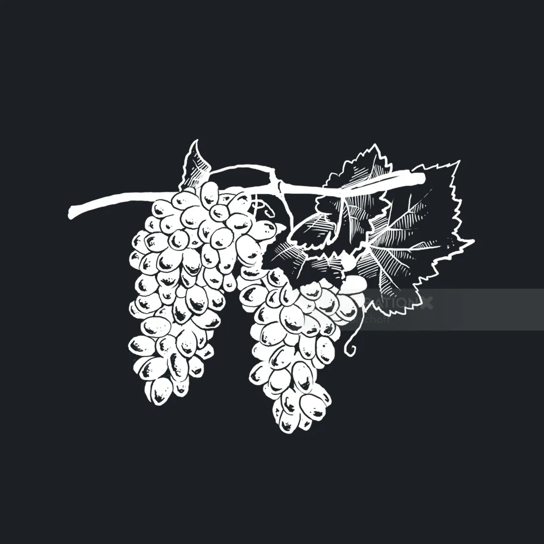 Food & Drink Grapes
