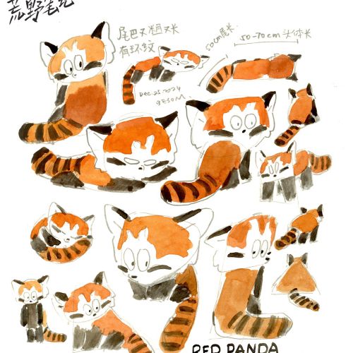 Multiple red panda sketches in different poses with handwritten notes.