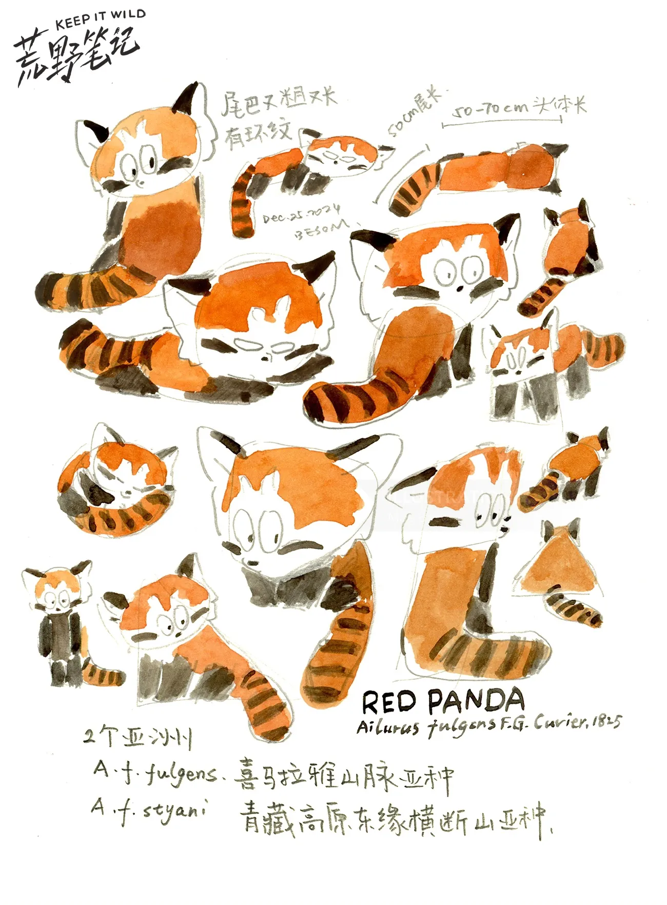 Multiple red panda sketches in different poses with handwritten notes.