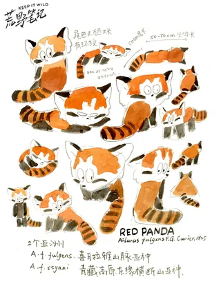 Multiple red panda sketches in different poses with handwritten notes.