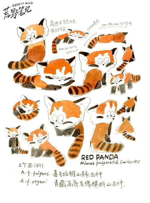 Mehrere Skizzen von Roten Pandas in verschiedenen Posen mit handschriftlichen Notizen.