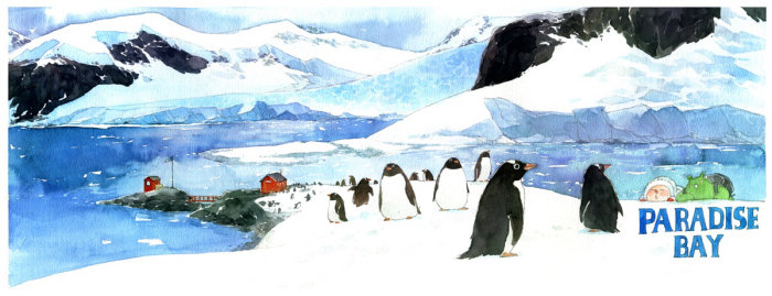 Animals penguins
