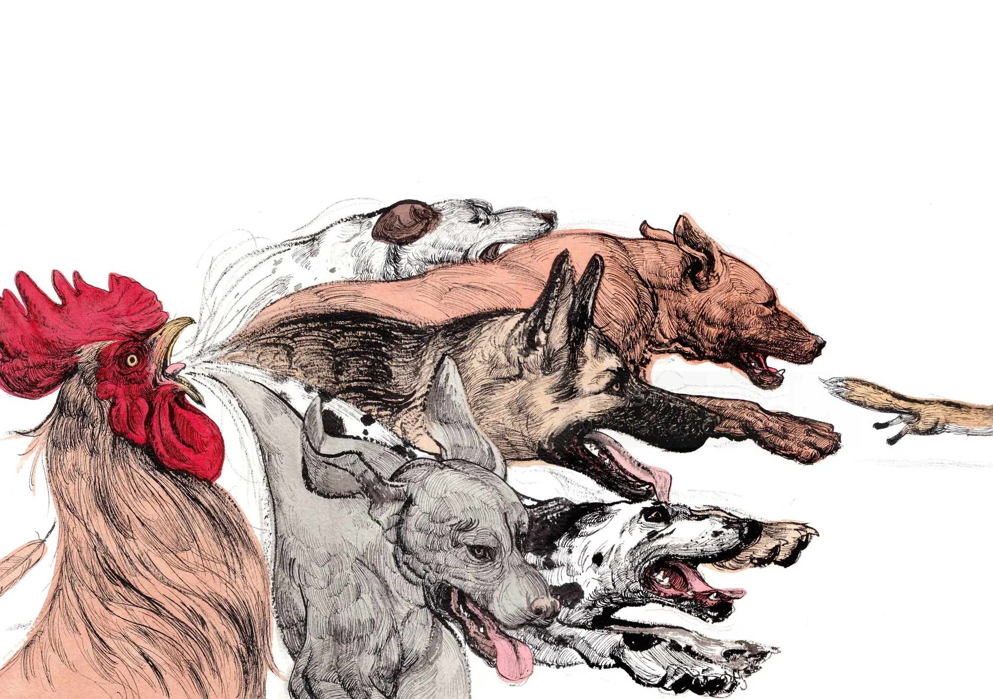 Detailed illustration of a fox, rooster, and dogs from Aesop's fable by Maki Yamaguchi
