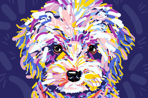 Poodle Portrait illustration by Mallory Heyer