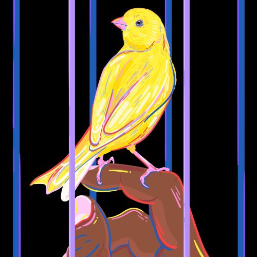 Animals yellow bird

