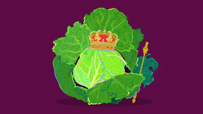 Regal cabbage in royal graphic design