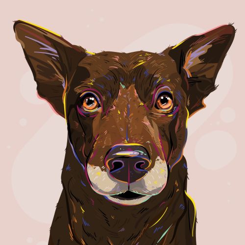 Pet portrait of a dog