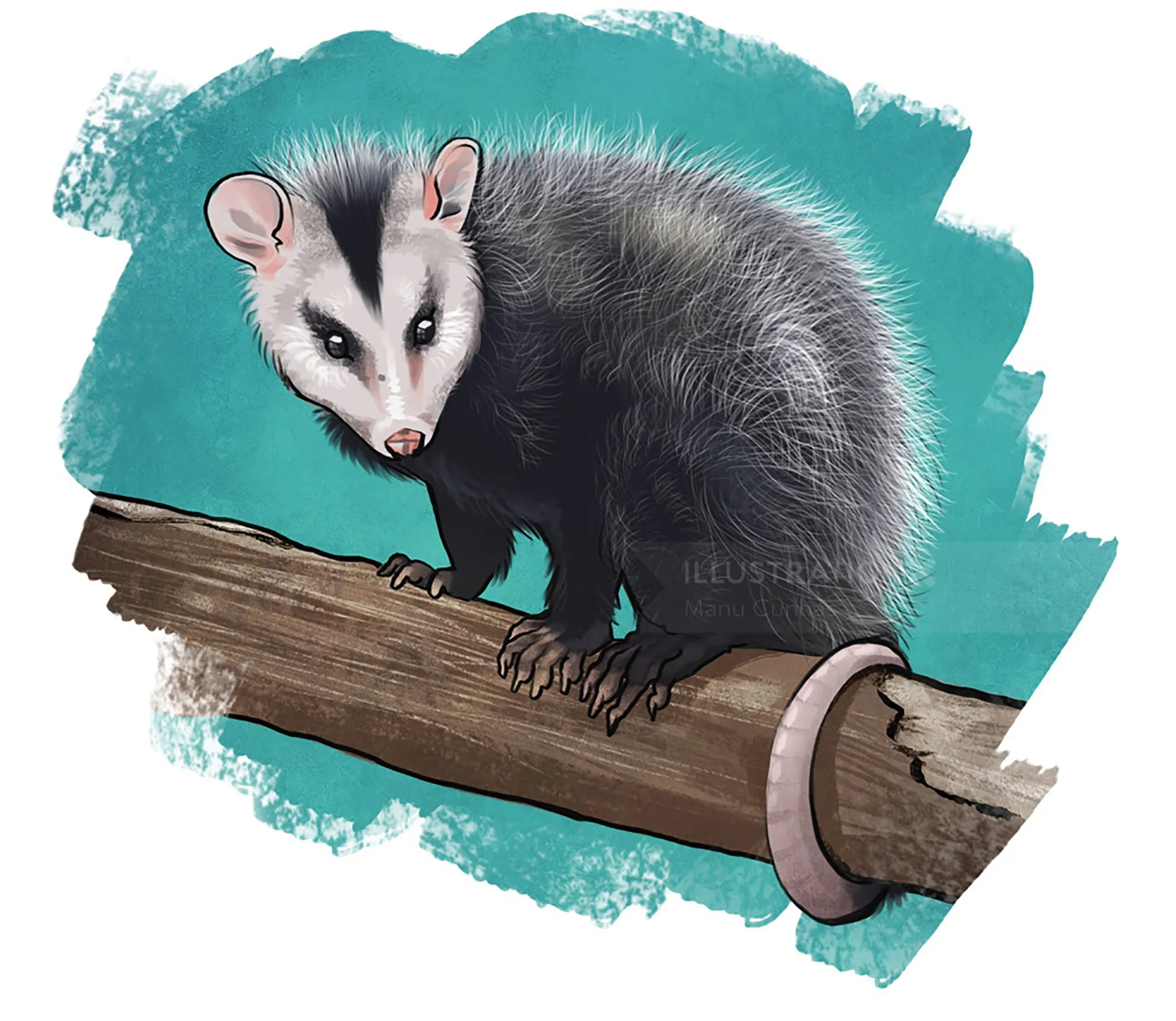 Illustration of a young opossum on a tree branch by Manu Cunhas