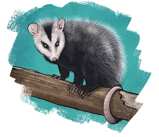 Illustration of a young opossum on a tree branch by Manu Cunhas