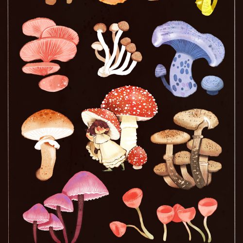 Illustration of various mushroom species by Manu Cunhas