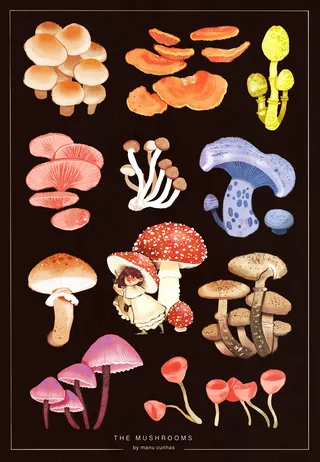 Illustration of various mushroom species by Manu Cunhas