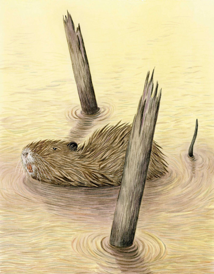 Beaver rat in the shallow water