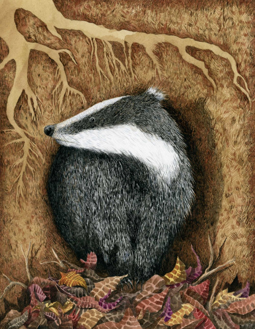 Badger illustration on paper by Marieke Nelissen