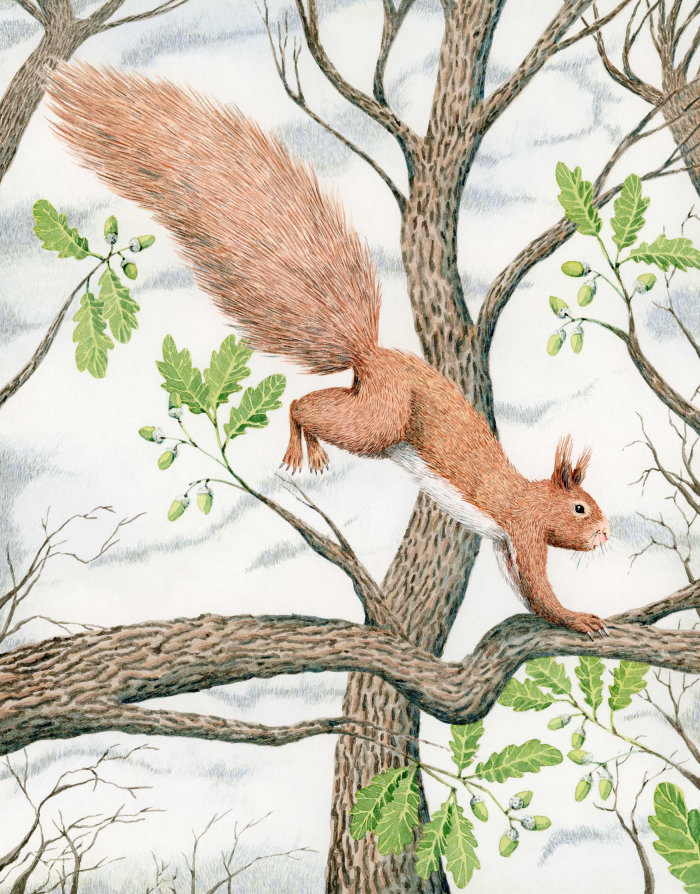 Squirrel in an oak tree