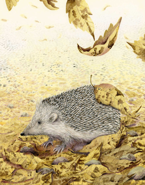 "Hedgehog illustration between autumn leaves
"