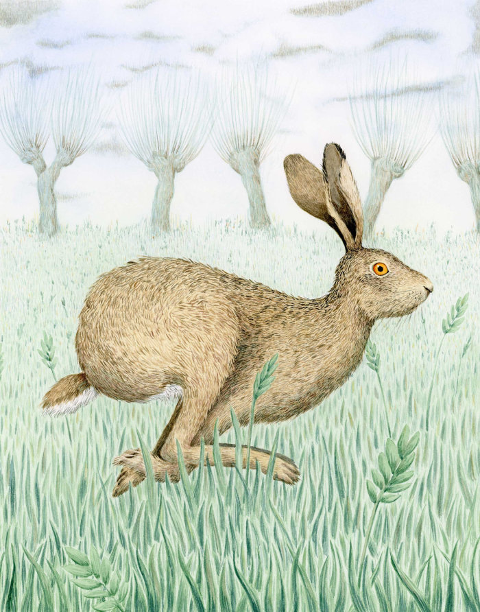 Gouache illustration of Hare in a field
