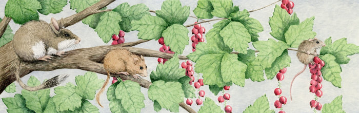 Mice in a berry bush.