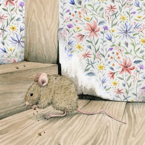 Mouse in the house