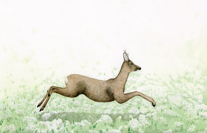 Roe deer in a field