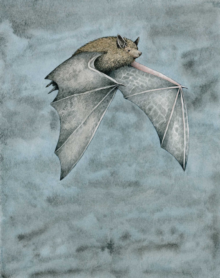 矮蝙蝠在夜间飞行