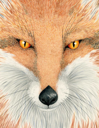 Retrato de uma raposa de Marieke Nelissen