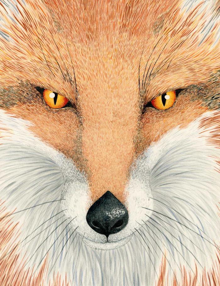 Retrato de uma raposa por Marieke Nelissen