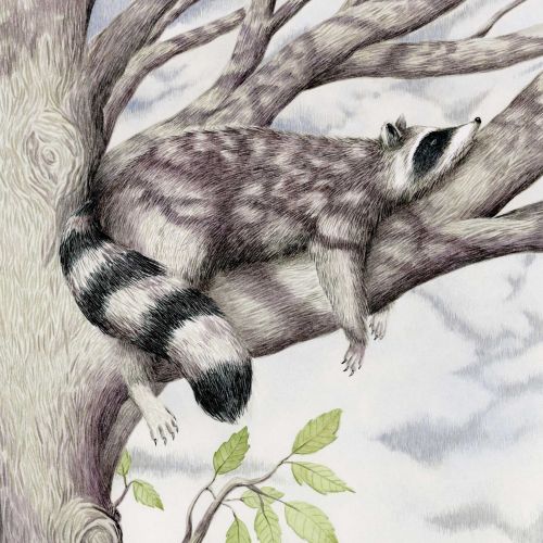 Gouache illustration of Raccoon in a tree.