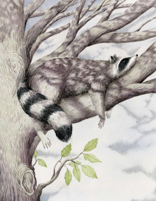 Ilustración de gouache de mapache en un árbol.