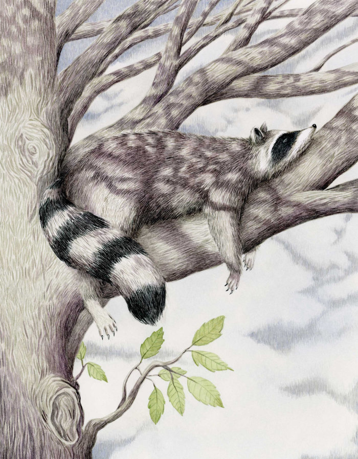 Gouache illustration of Raccoon in a tree.