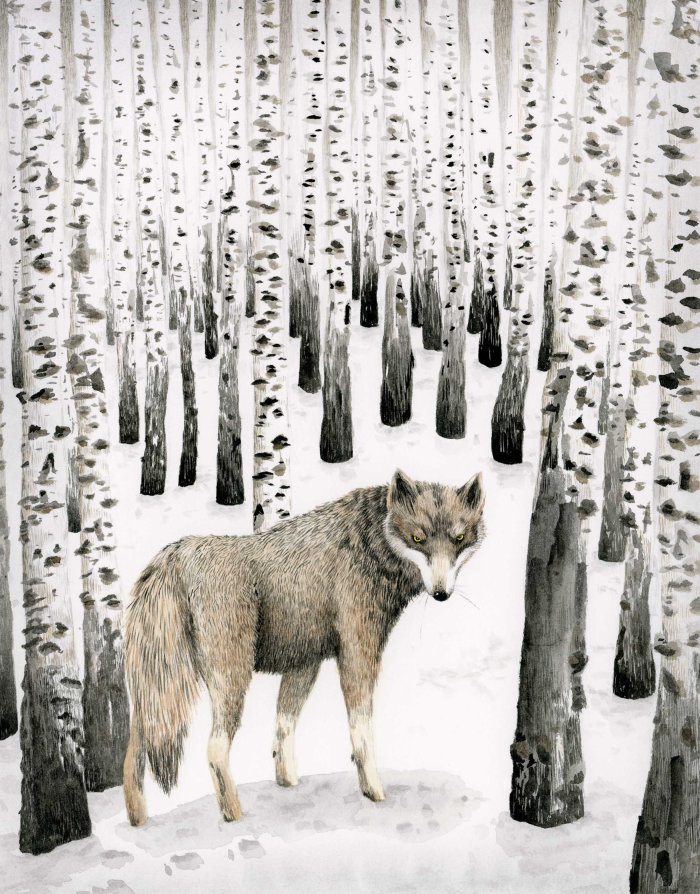 Wolf in birch snow forest.
