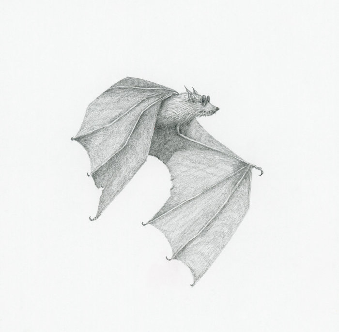 Bat wearing sunglasses artwork by Marieke Nelissen