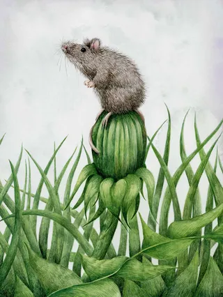 Mouse on the button of a dandelion.