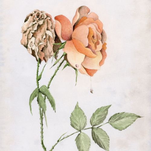 Watercolor painting of blooming and a wilted rose